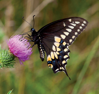 A mostly black butterfly with yellow and blue accents on a purple thistle