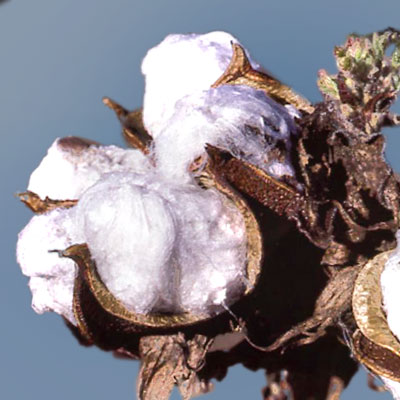 An open cotton bud